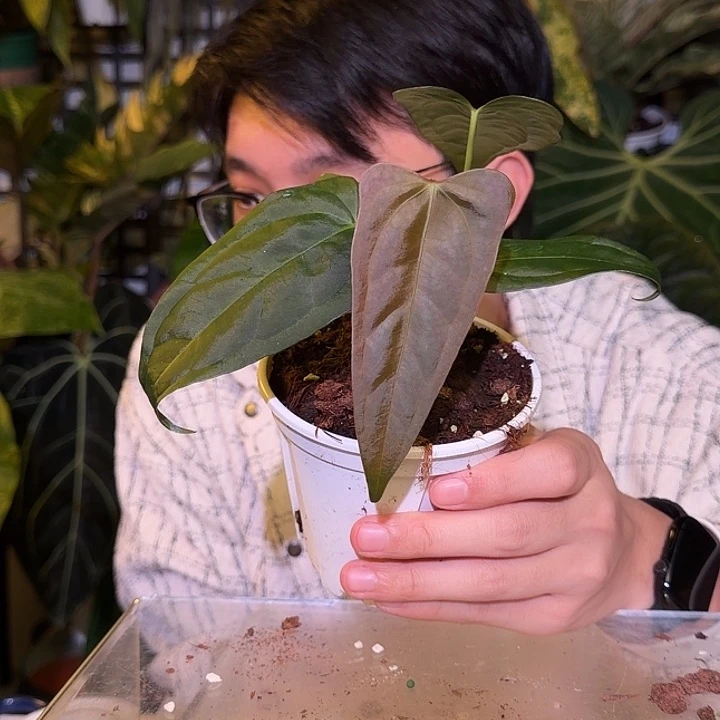 完全开放L186  西尼亚杂平克力