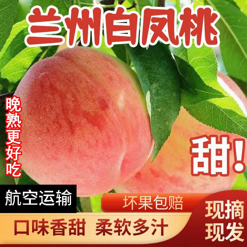【兰州团购】正宗兰州安宁晚熟白凤桃白粉桃新鲜水果多汁现摘水蜜桃