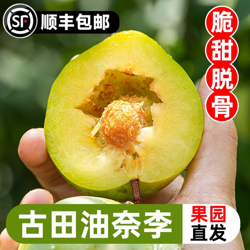 [顺丰包邮]正宗古田油奈李子高山奈李桃形李脆甜空心脱骨李青脆李