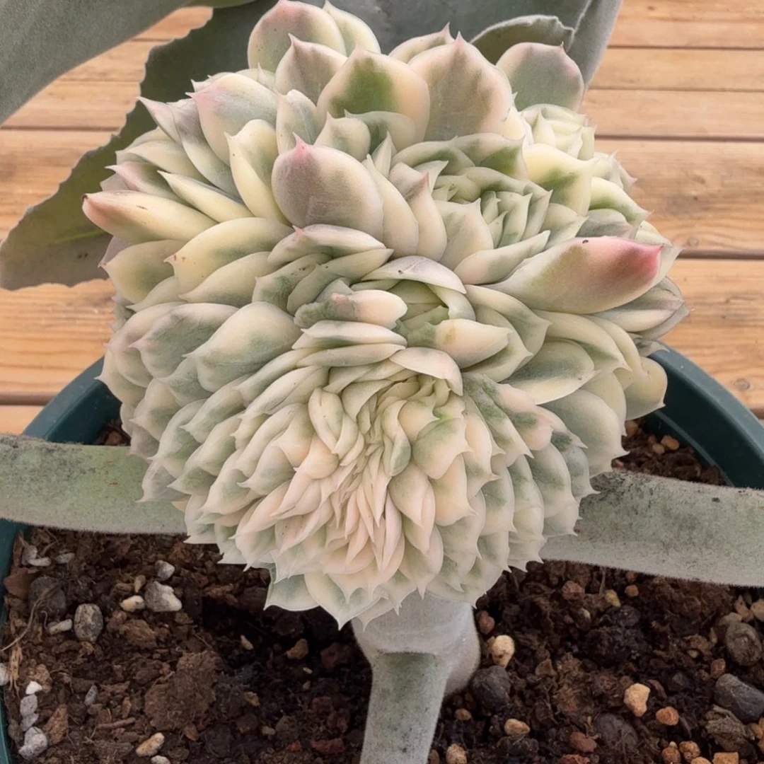 昂斯诺锦缀 安吉园艺