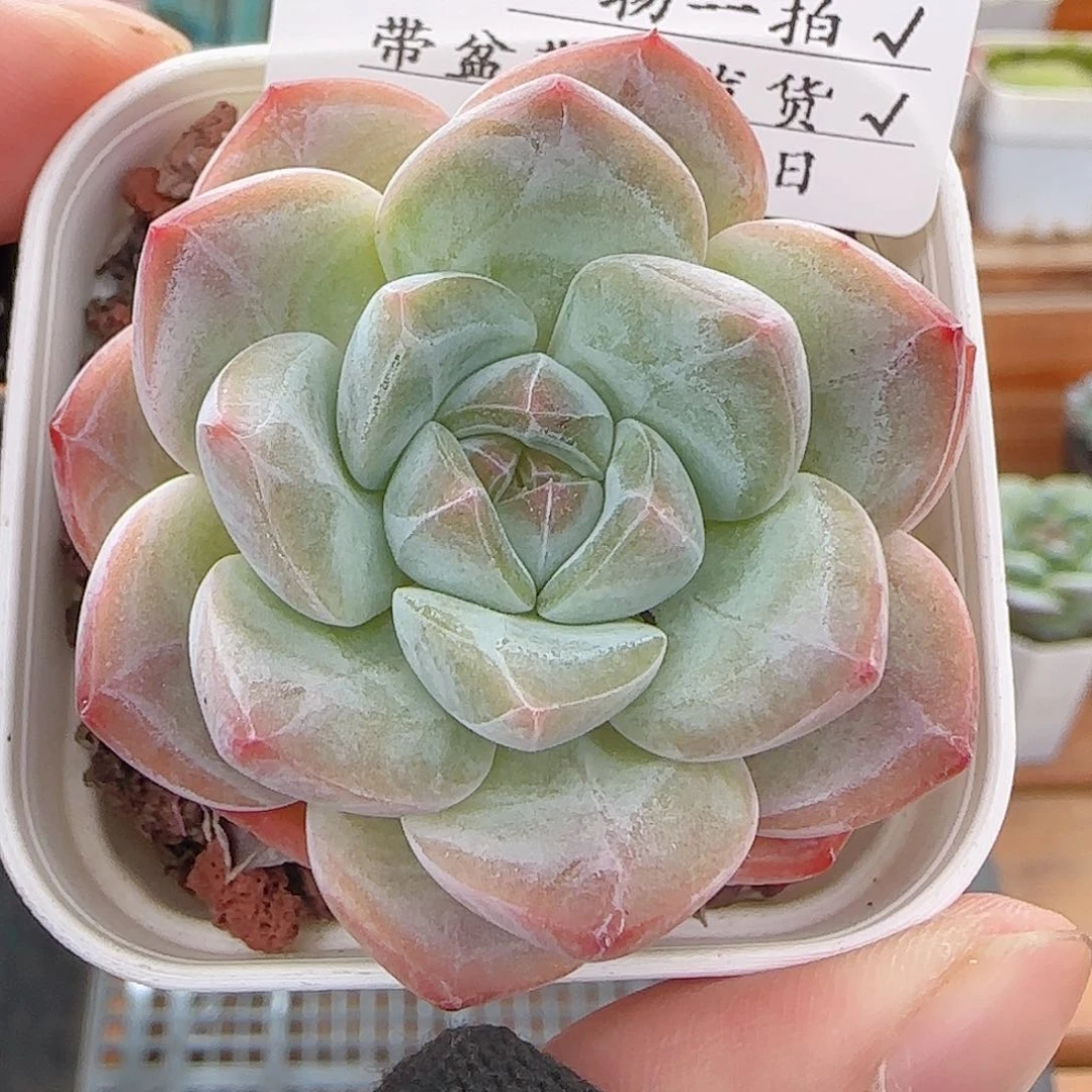 多肉0726-117糖心糖心