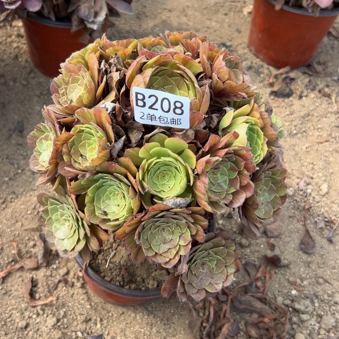 208多肉   花月夜