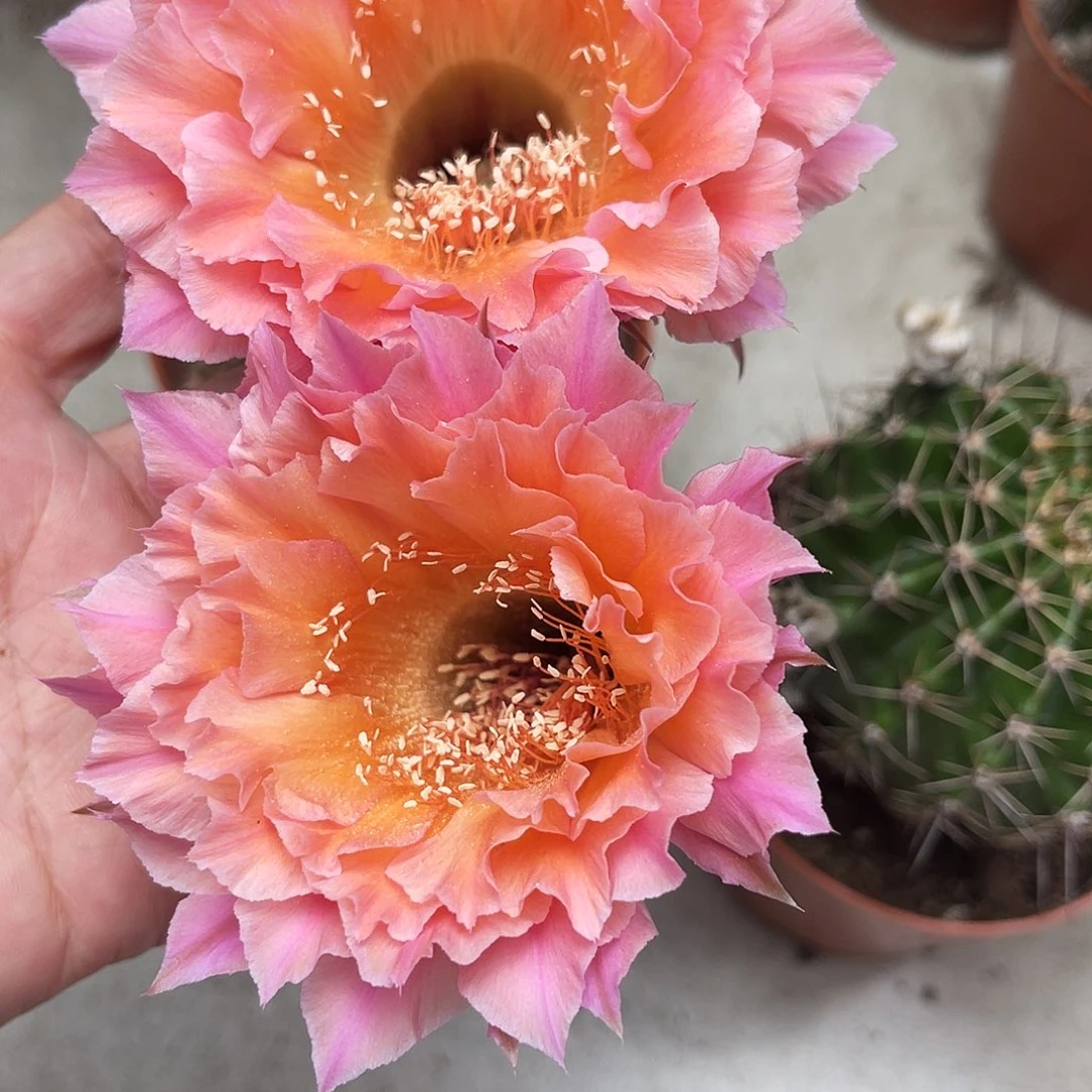 彩草58号6公分左右