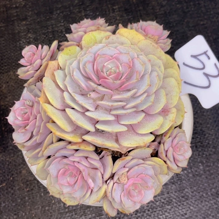 友家多肉一物一拍53