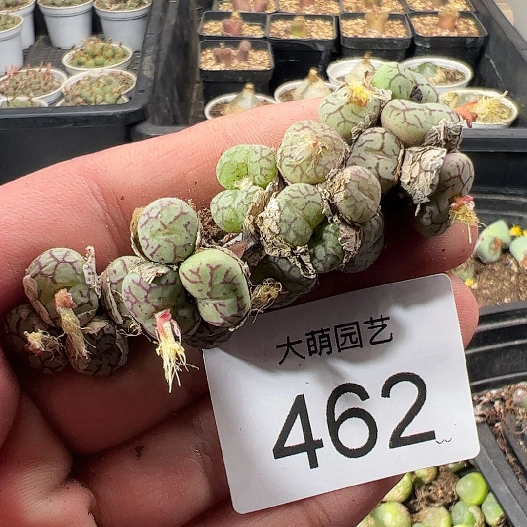 一物一拍。    462