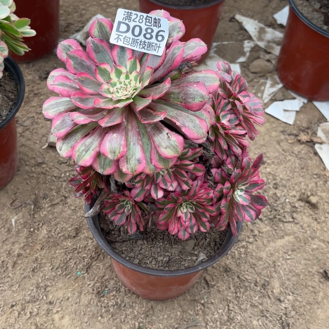 M. 086红铜白多肉11223