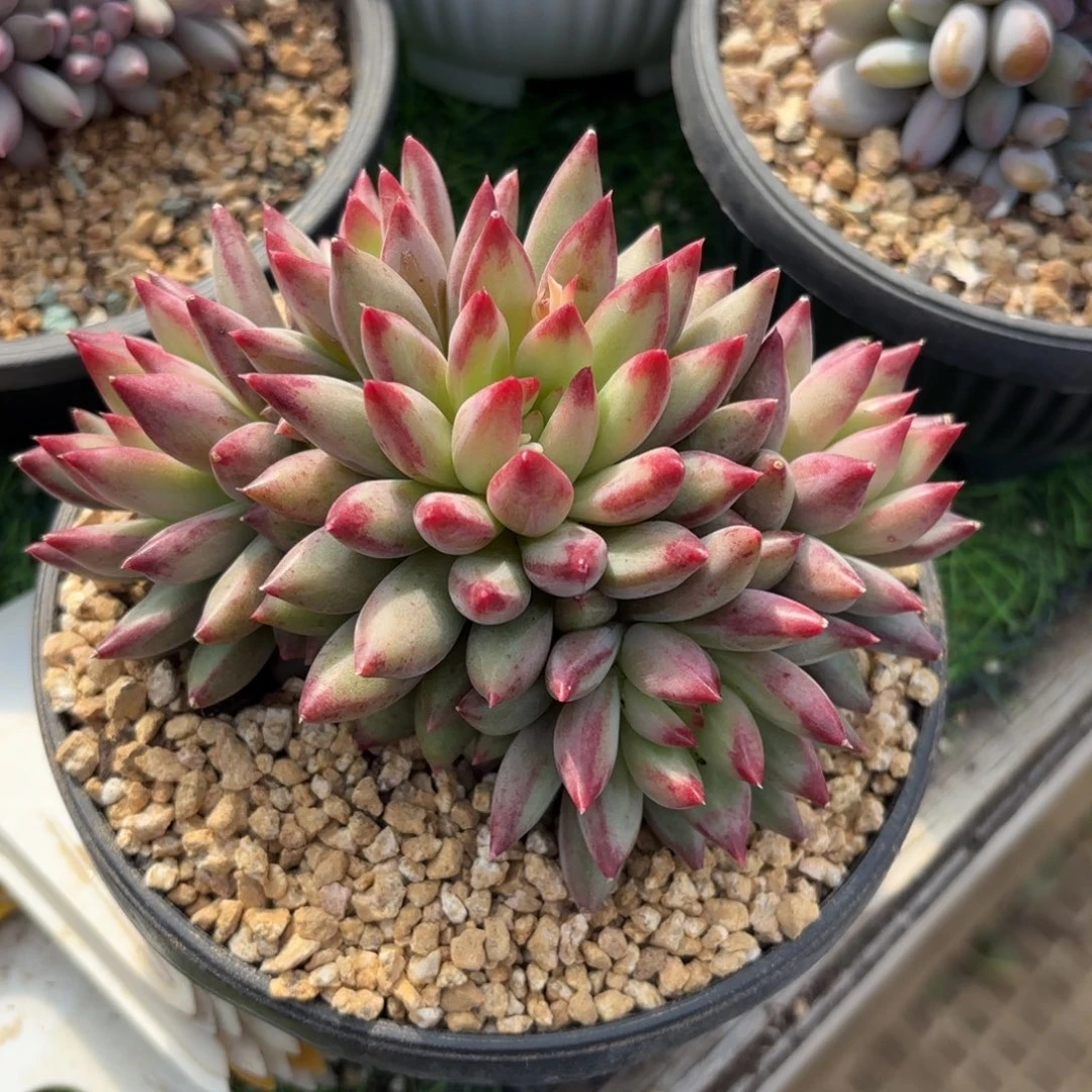 二代虞美人多肉88888888888