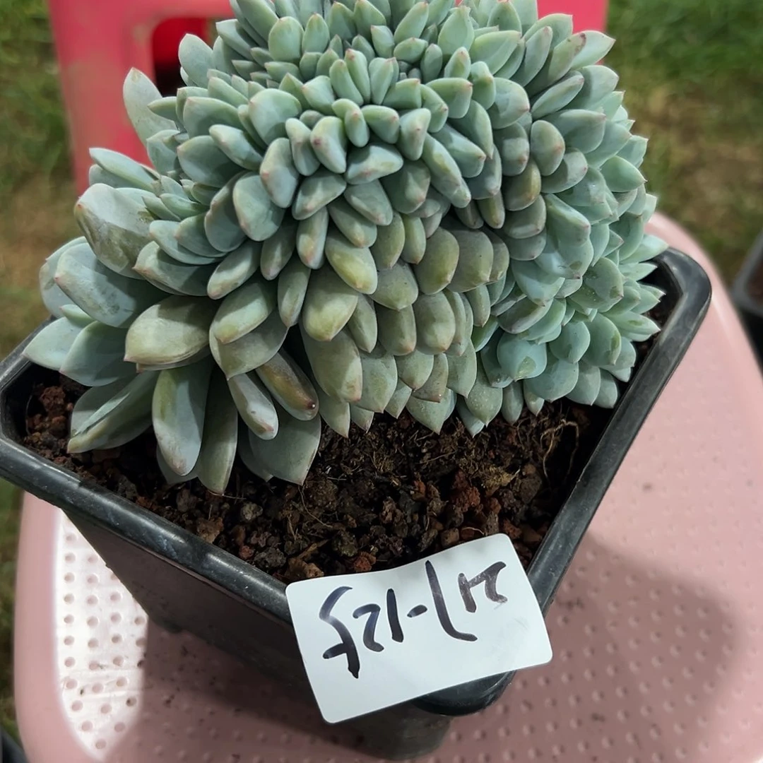 217-125叶插橙子缀化多肉