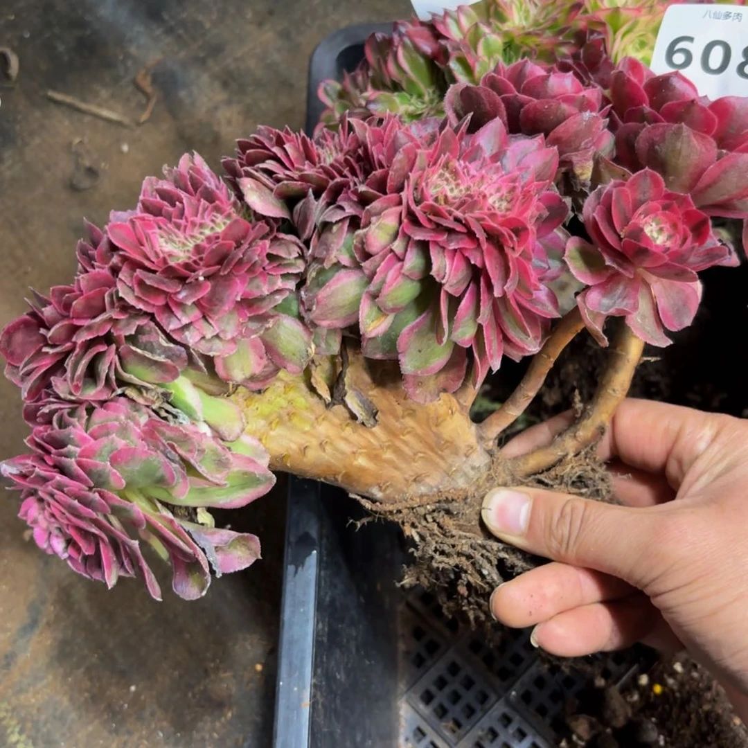 608多肉植物倾城缀