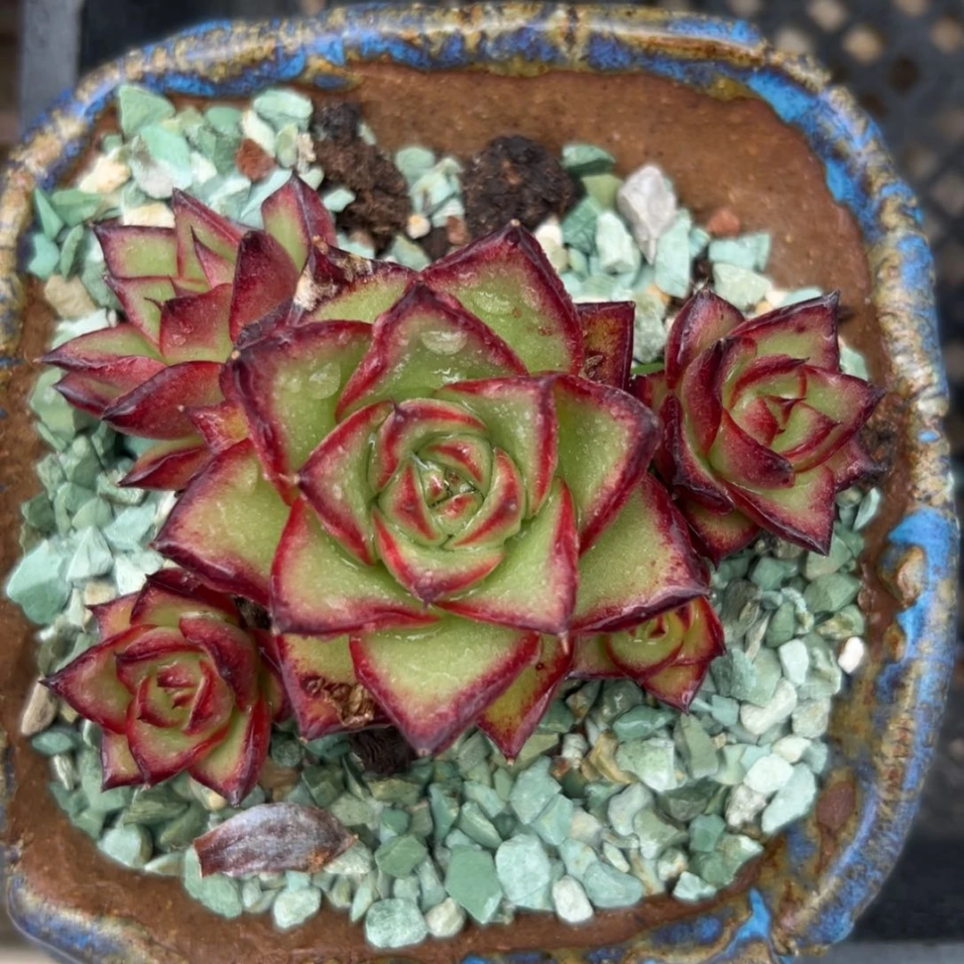 吉赛尔精控多肉一物一拍