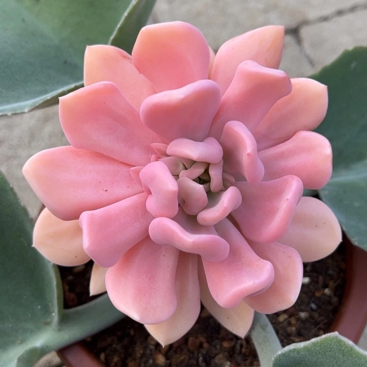 夜***云丘比特锦一物一拍锦龙