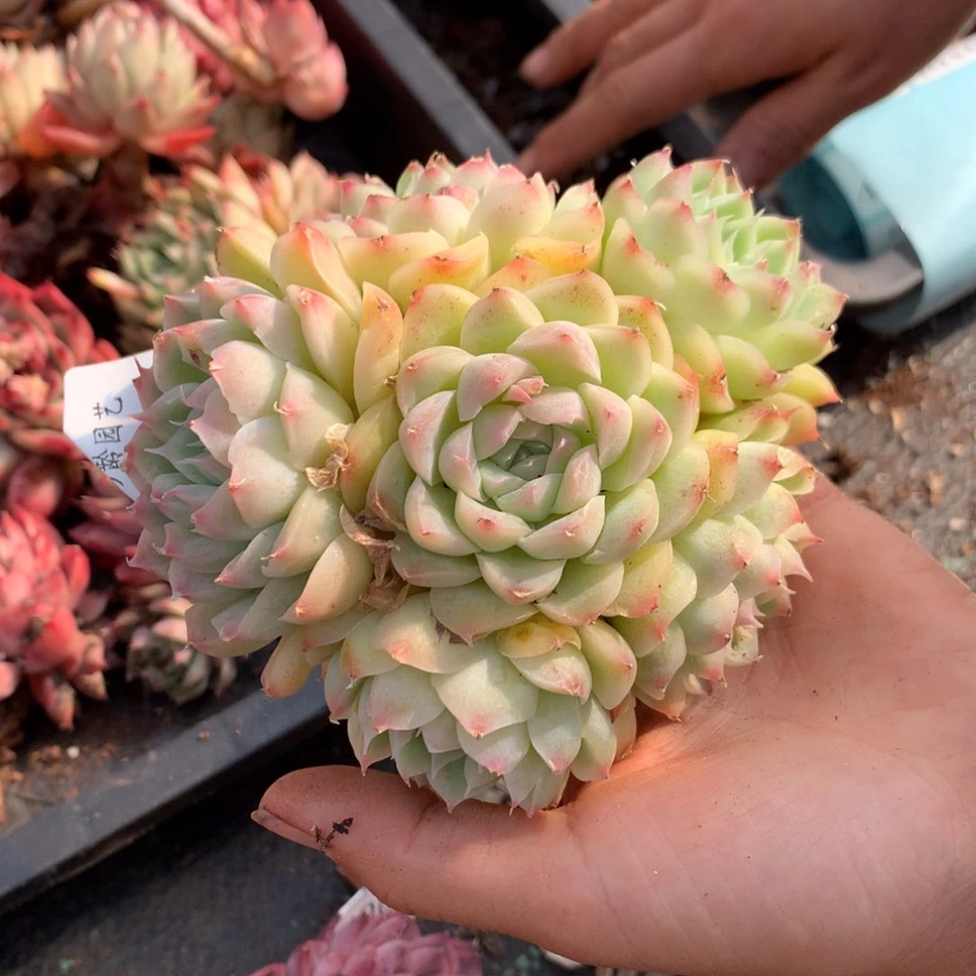 4008杂交精品基地10厘米