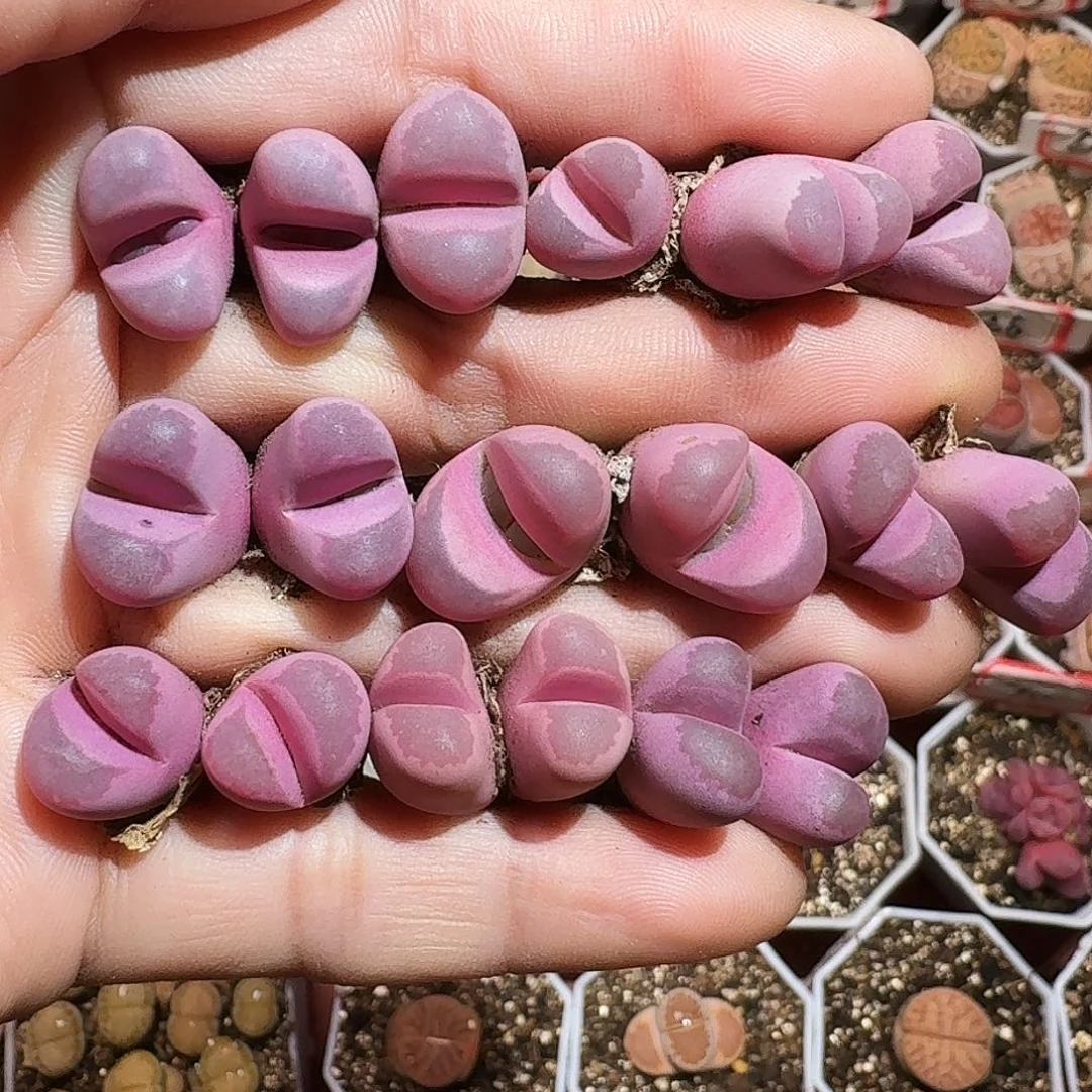 生石花2333:/。  8