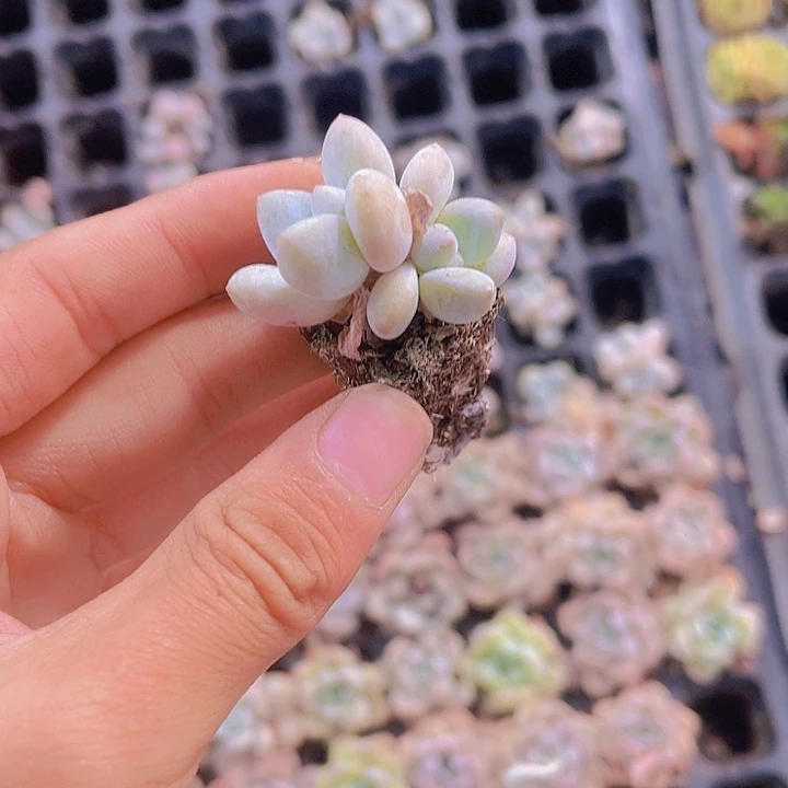 精品香水多肉植物