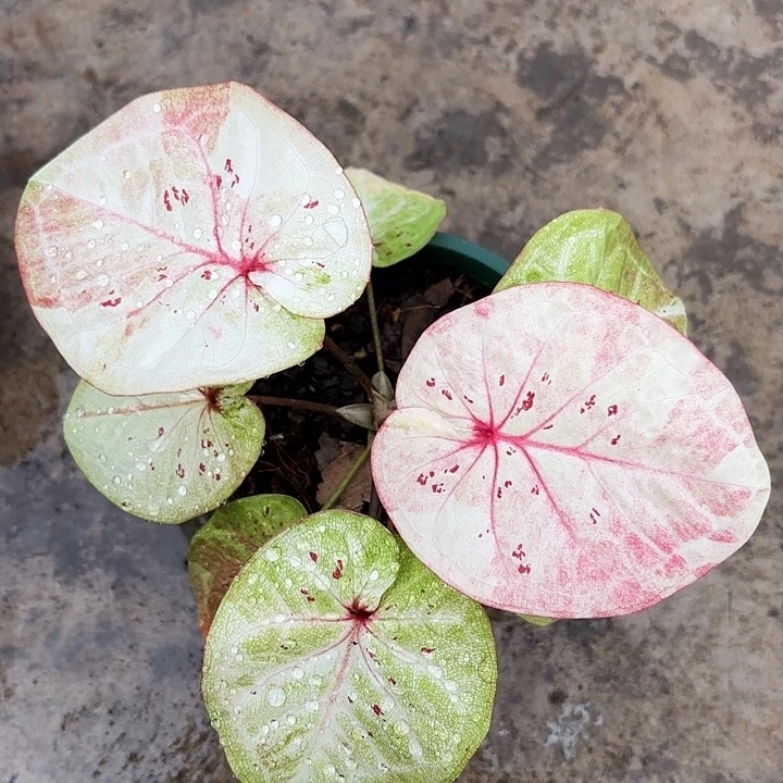 26-1227时间魔法广东现货