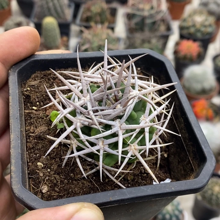 y***g实生精品碧岩玉特价福利