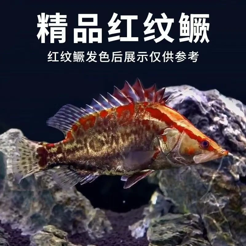【2025新苗】红纹鳜鱼桂花淡水冷水鱼便宜凶猛鱼肉食性观赏鱼小鱼