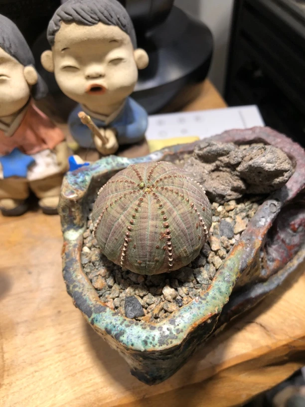 欧系实生布纹球 白珍珠拉链