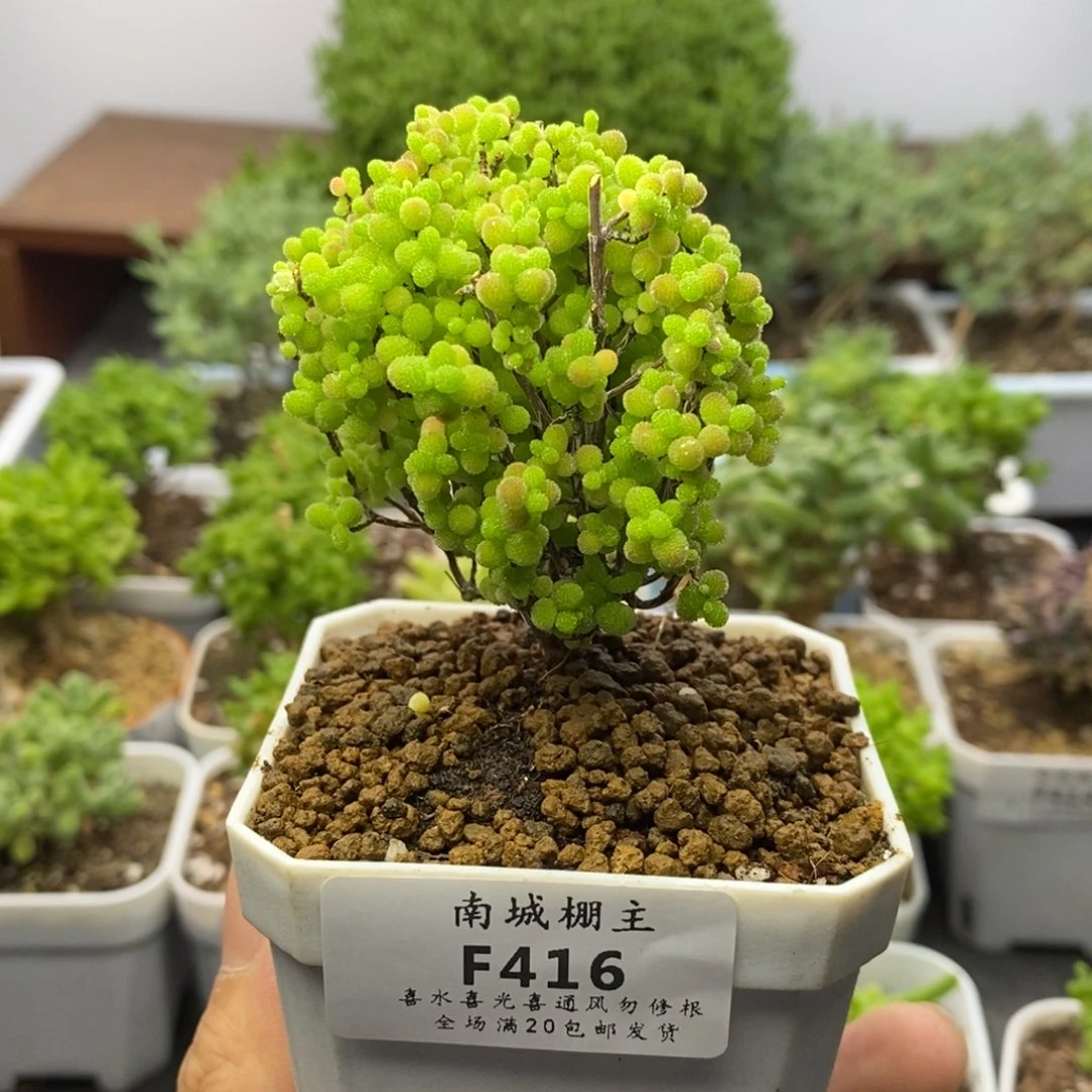 416精控蜜橘糖球枝干