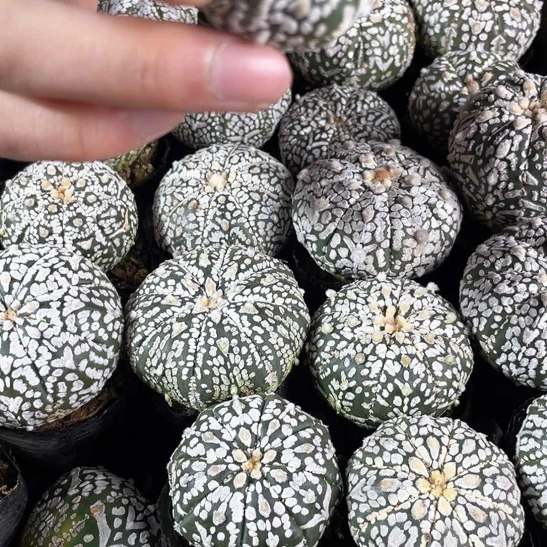 4.5cm实生浓白超兜带v