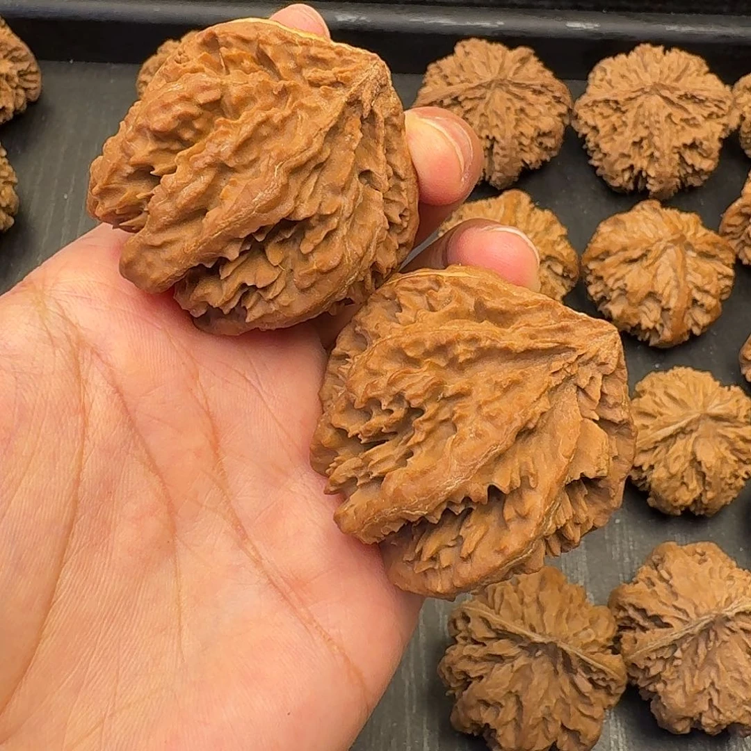 核桃突突突突突突突突突