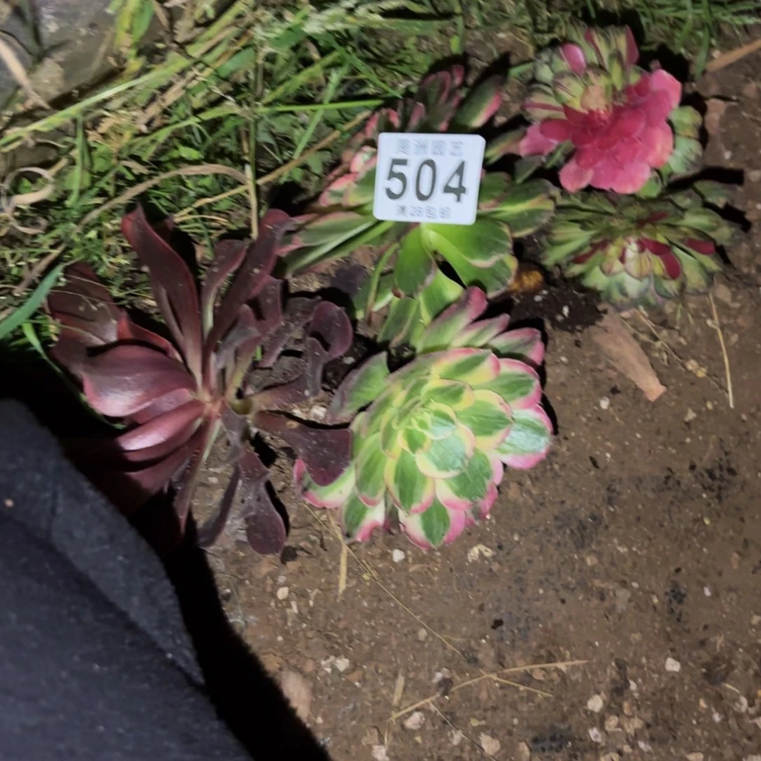 清***欢小套餐脱土发货504