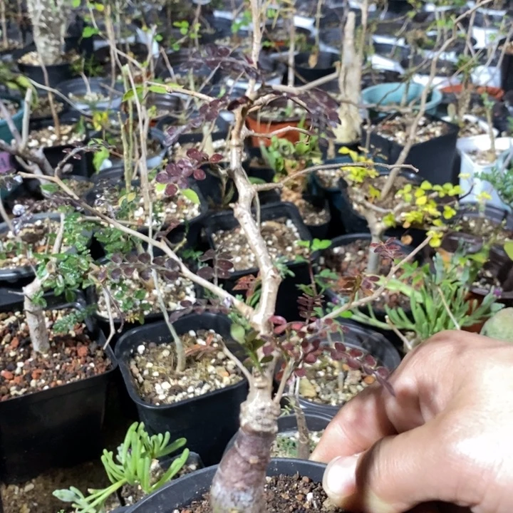 象足漆树带盆土发货