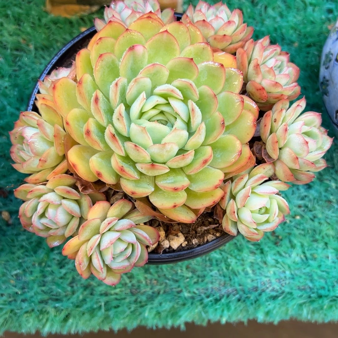 15，，，，，，，，，，，，，，，，