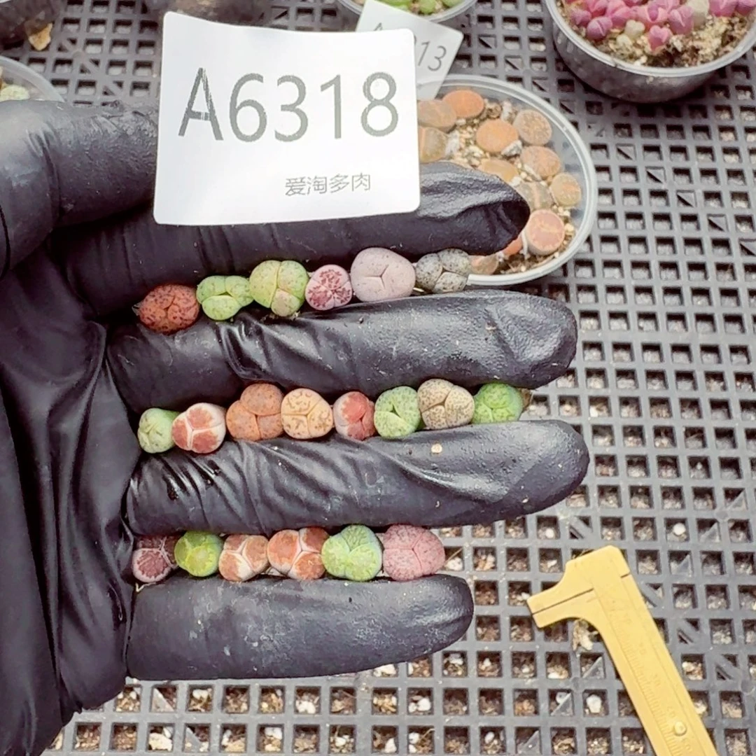 6318—生石花 生石花