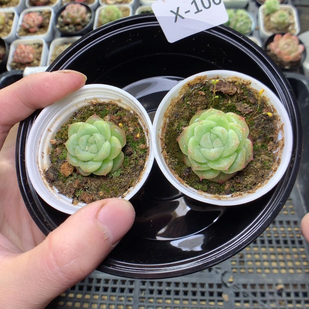 X100y y y y y y y y y y