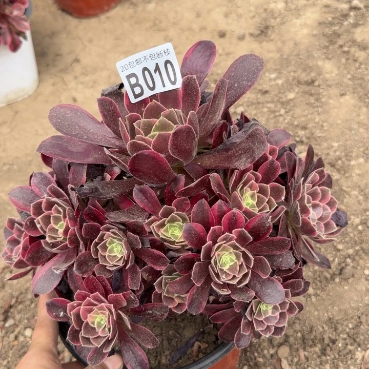 金丝缺……多肉植物……