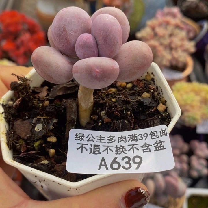 丸叶蛋黄奶单头639多肉植物