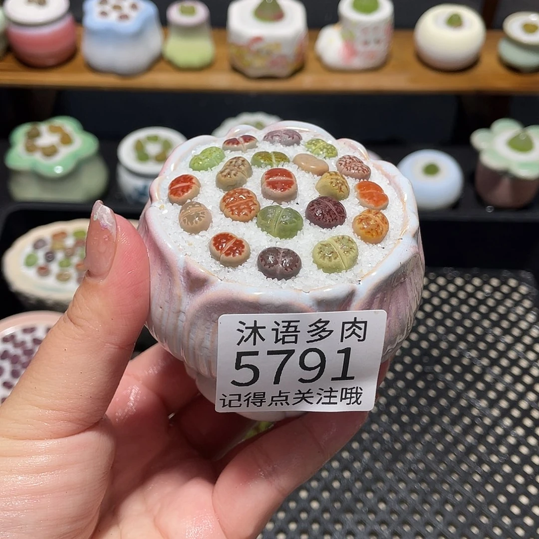 带盆土植物 一物一拍5791