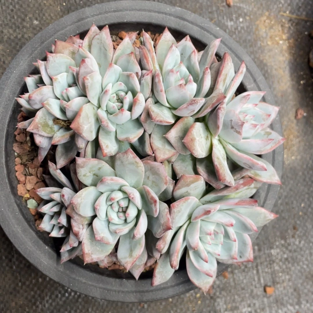 粉蓝鸟朵朵缀八头无砍无摘