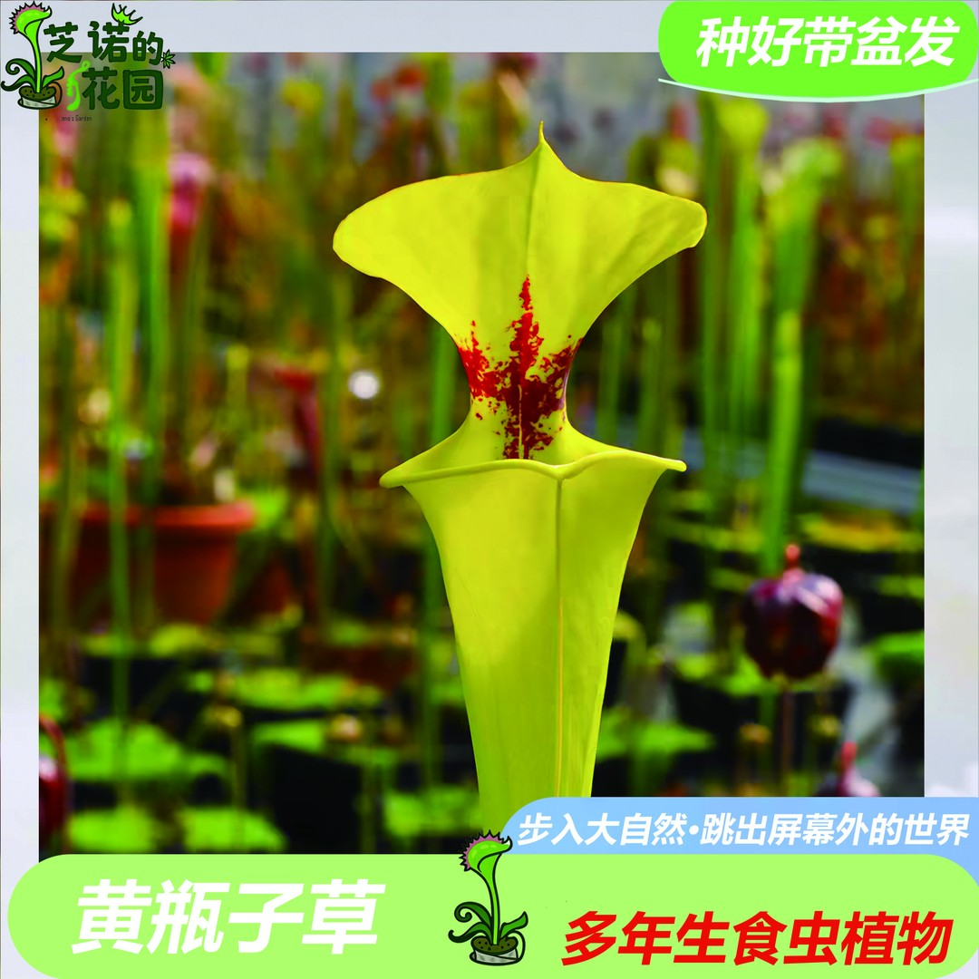 黄瓶子草食虫植物观叶抓虫新奇有趣高贵室内观赏绿植