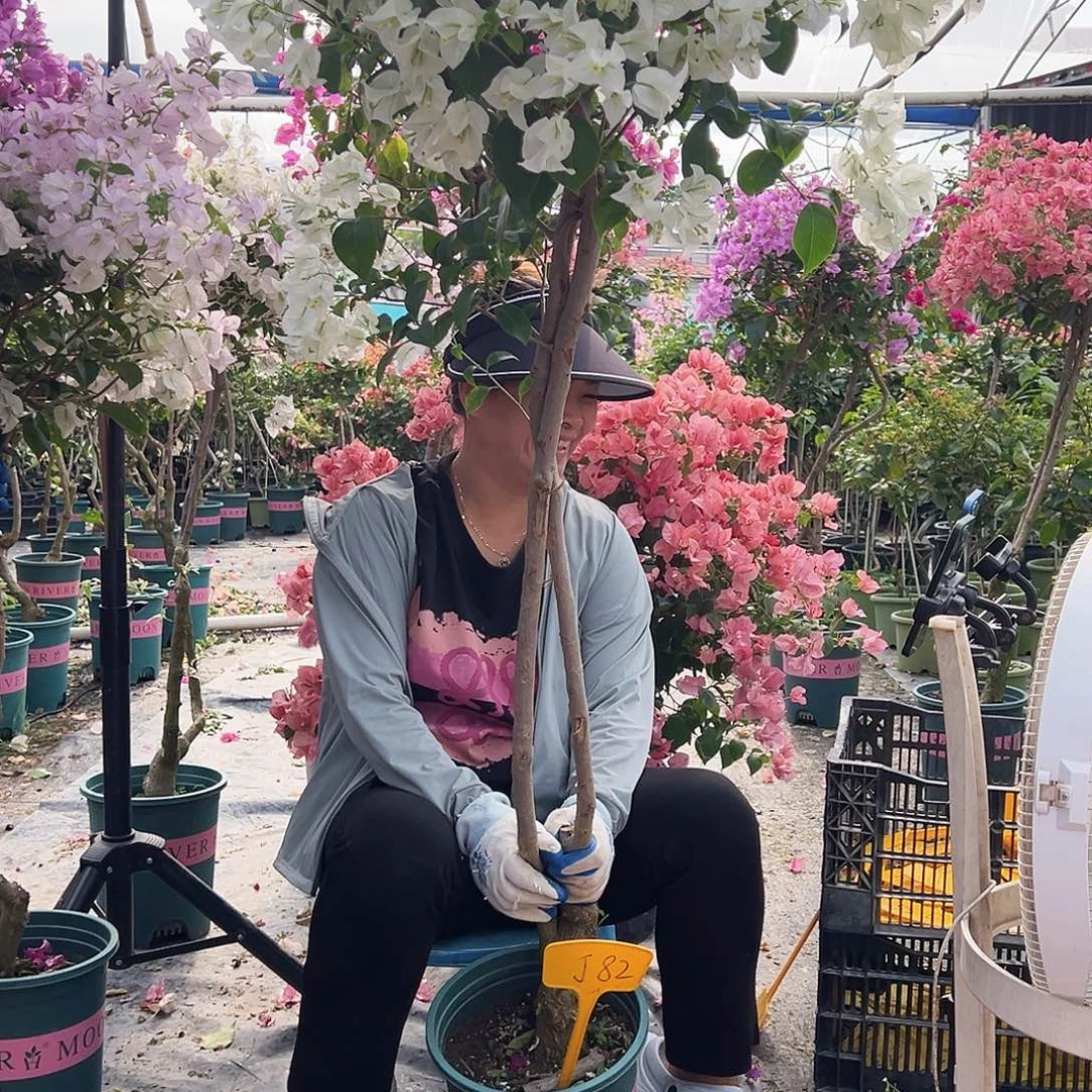 荒***里大部分花苞少量开放J82白雪