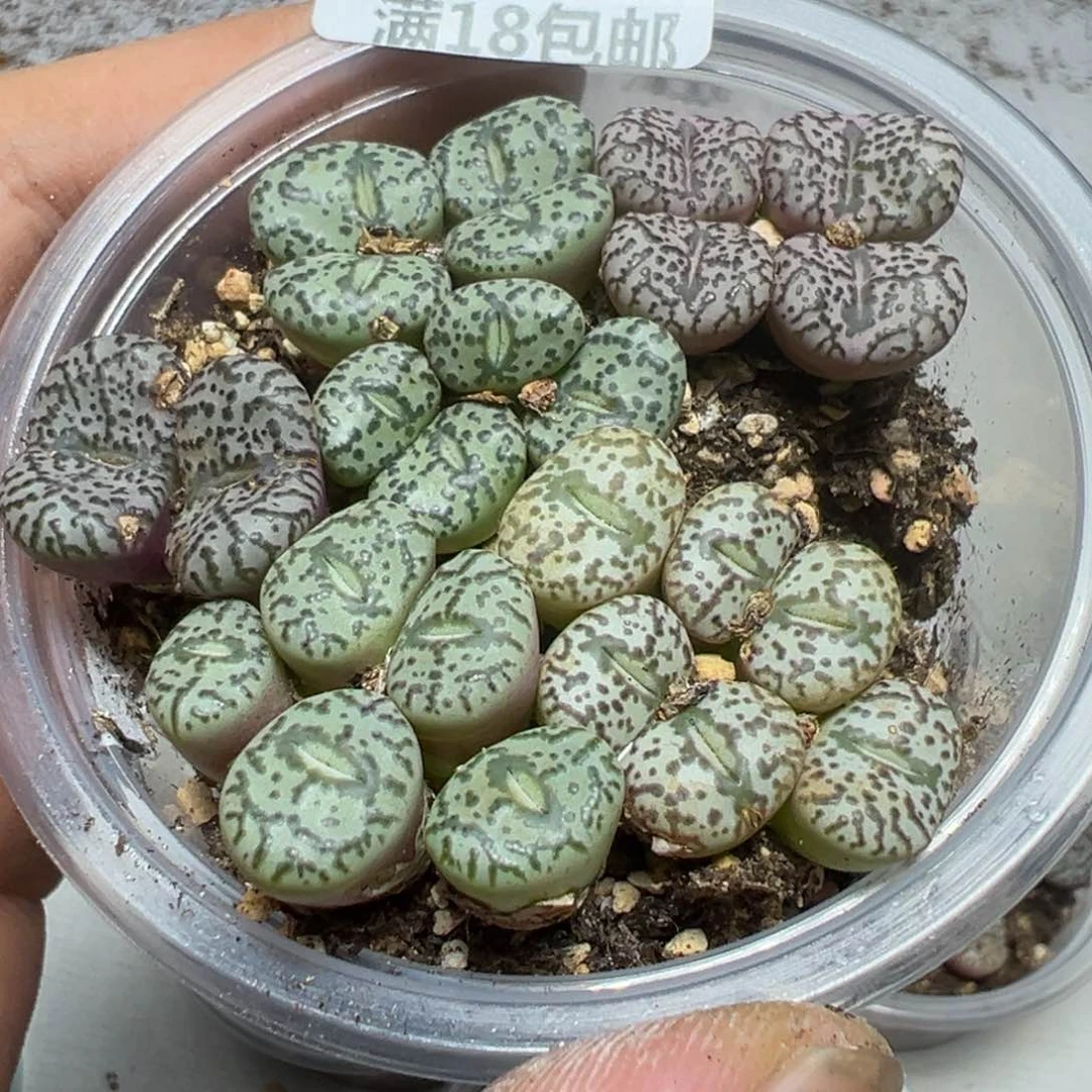 【闪购商品】 530。