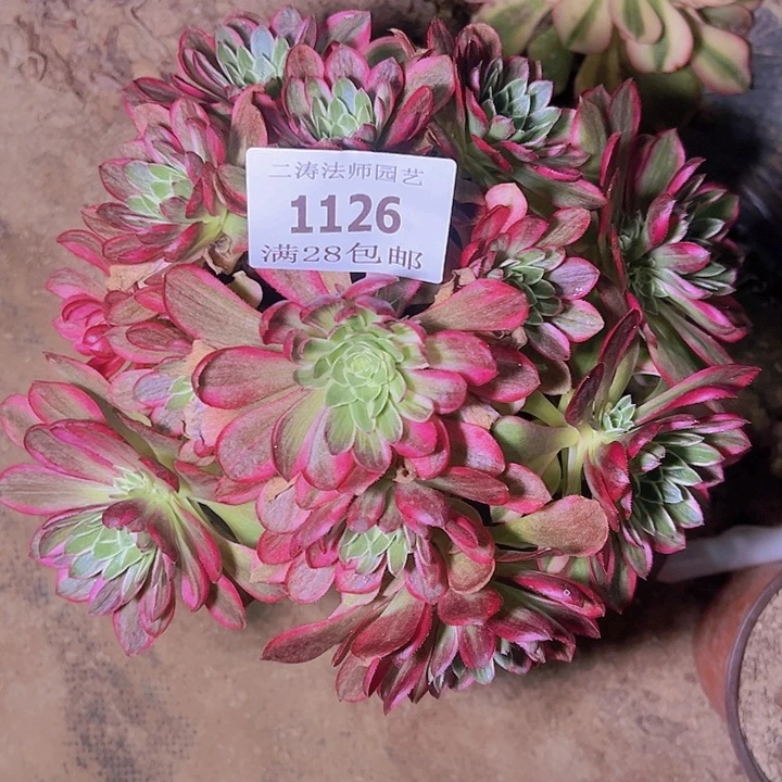 1126海王多肉老桩