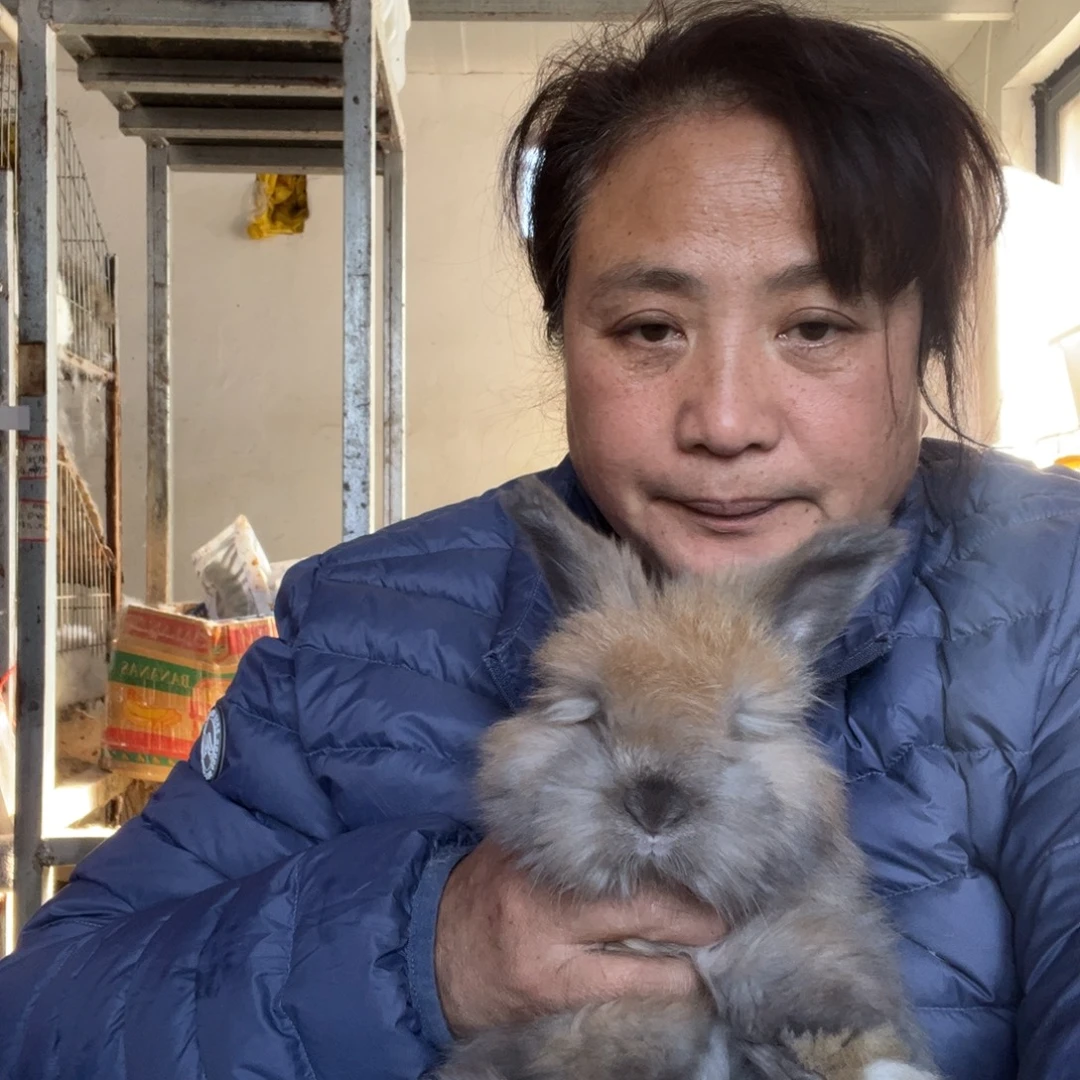 英系安哥拉宠物兔子