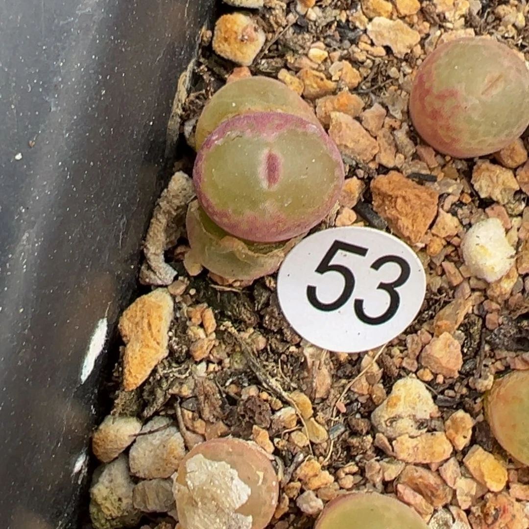 多肉植物1111111111111111