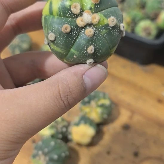 一物一拍实生仙人球