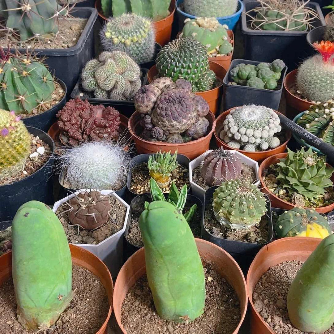 程程住三个一起发