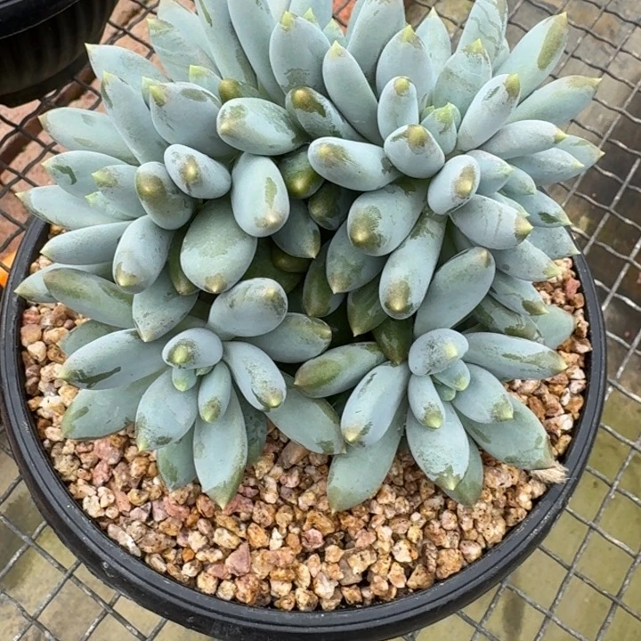 冰****多肉植物哥特萝莉
