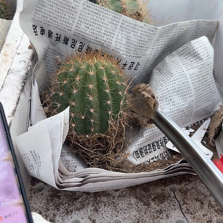 清**水毛花柱荣耀自花20得