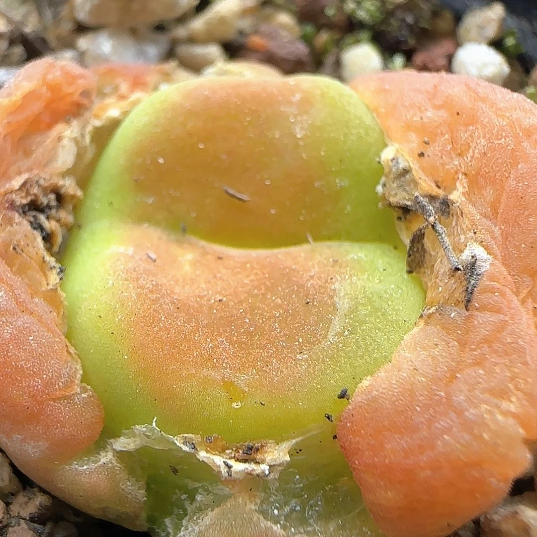 好看的多肉哦31081