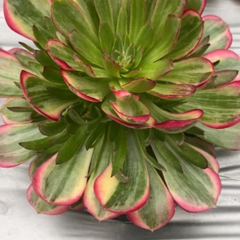 97孔雀翎满25包邮多肉