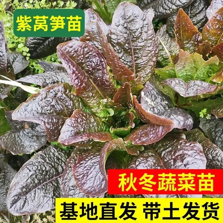 有机紫叶莴笋莴苣苗红皮莴笋秧苗绿心耐寒蔬菜苗四季阳台庭院种植