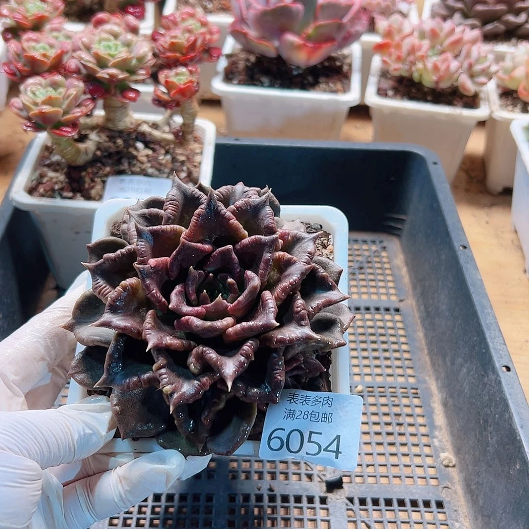 无花朵多肉＿物＿拍6054
