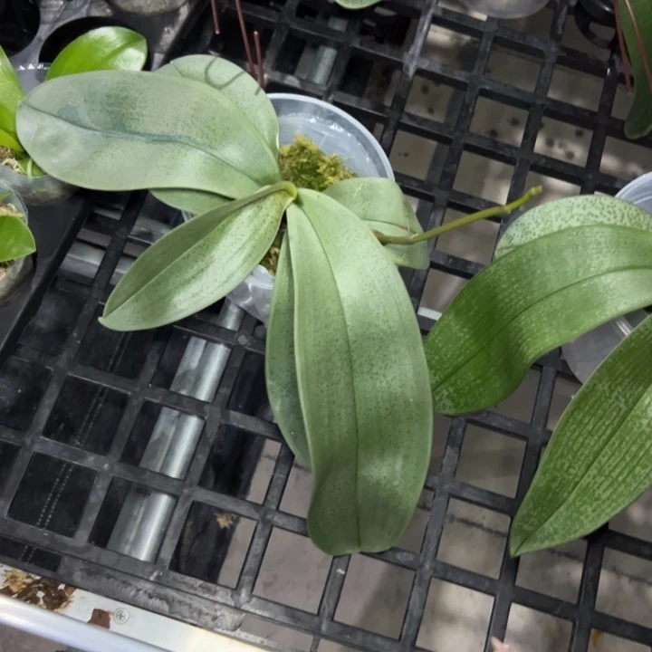 *****不开花植物阿妈x西3.5