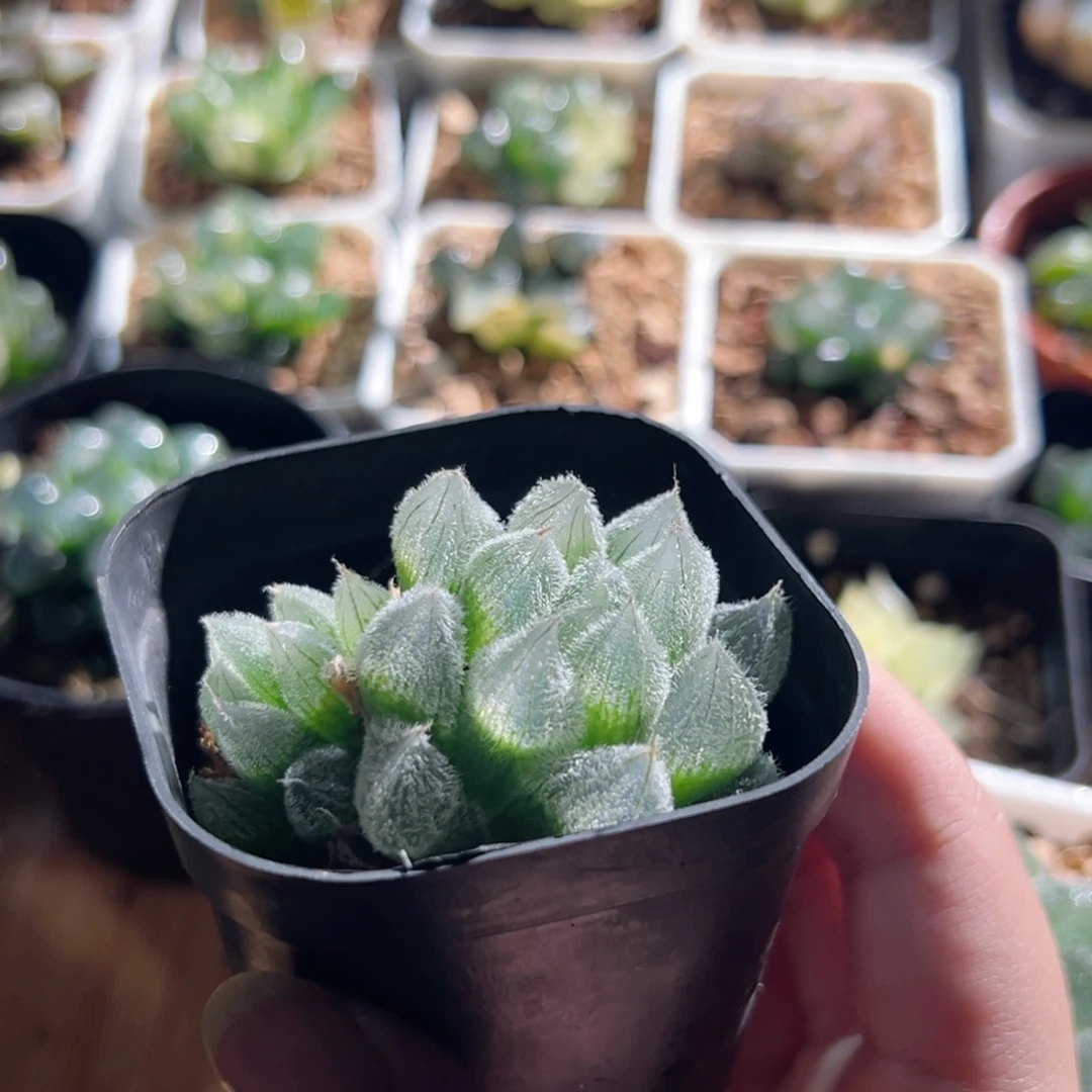 玛丽莲梦露多肉植物